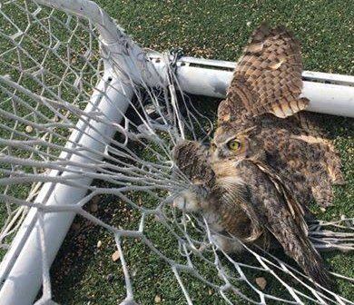 owl in net